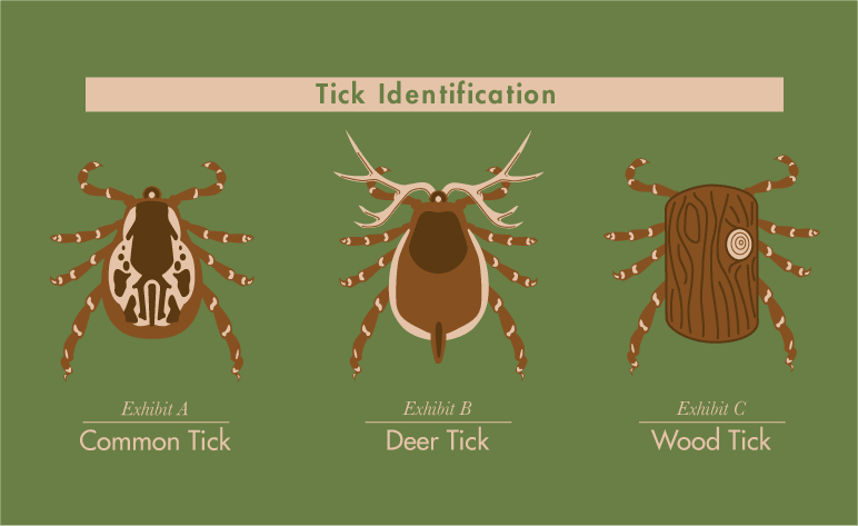 Tick identification